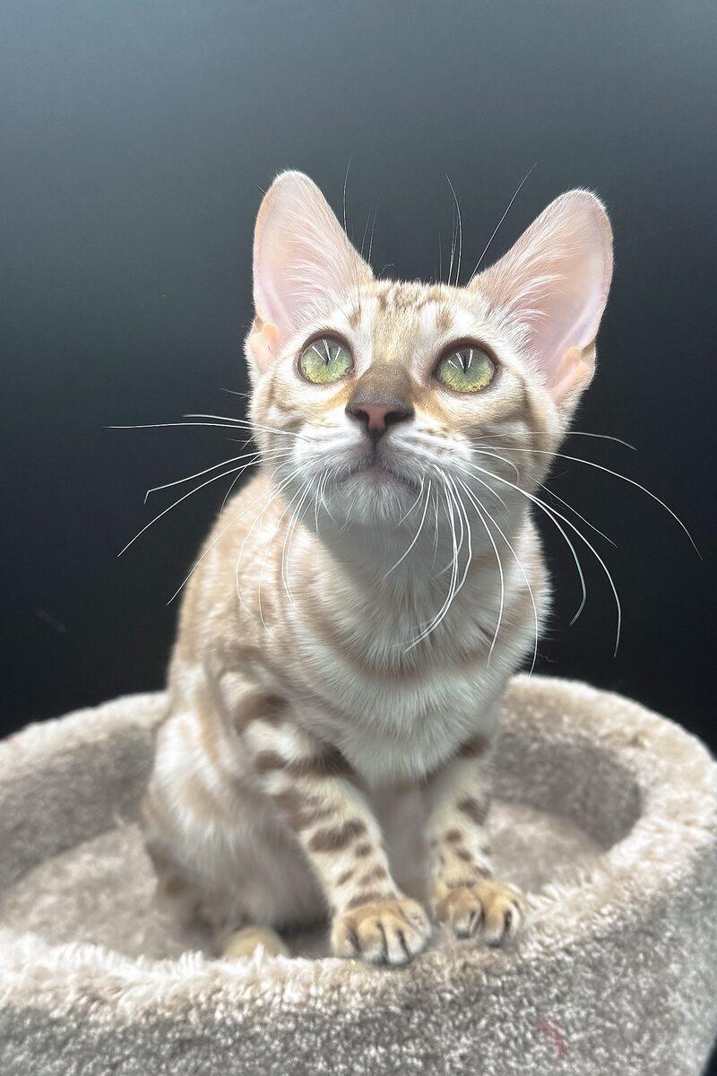 Sable the Bengal kitten – 12 weeks, available in the UAE