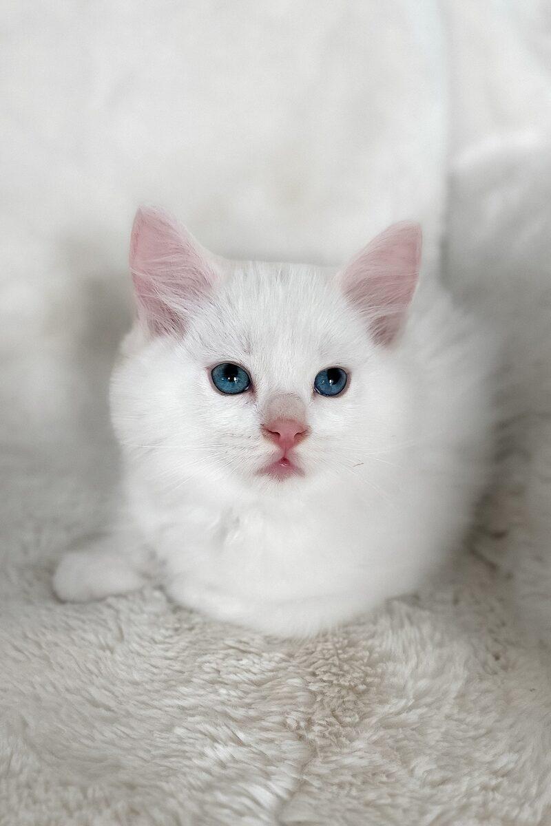 Sebastian, a Ragdoll kitten