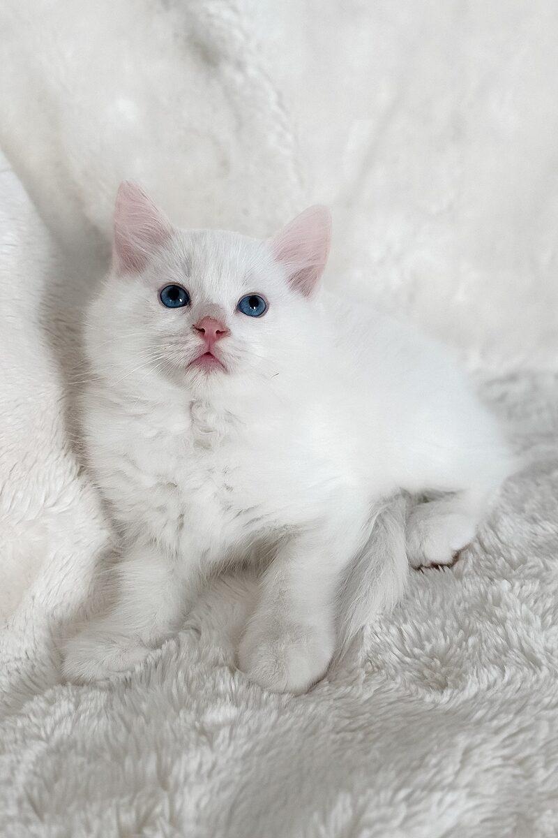 Ragdoll kitten Sebastian – side view showing coat and face