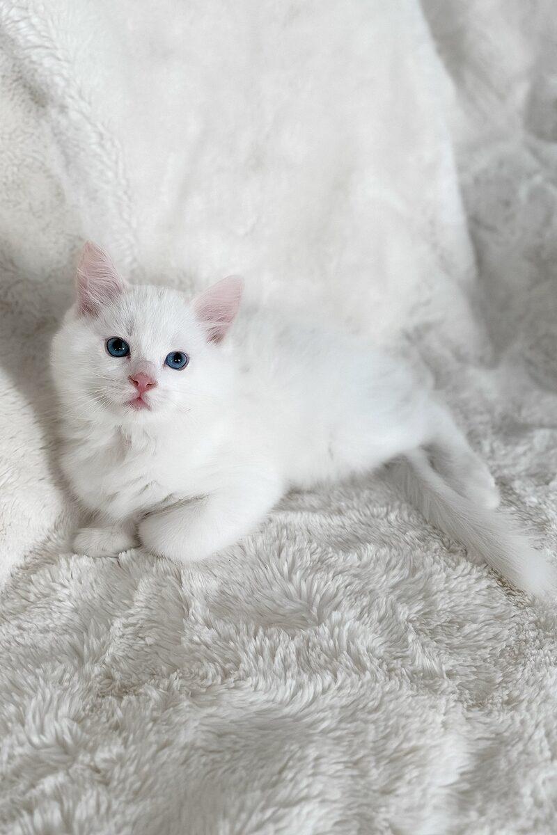 Sebastian the 10 weeks Ragdoll kitten sitting indoors