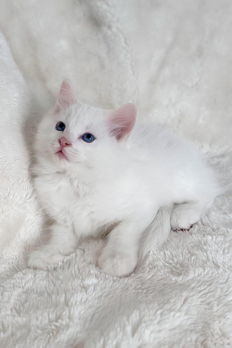 Close-up portrait of Sebastian, a Ragdoll kitten in Dubai