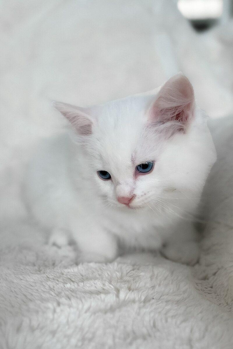 Sebastian the Ragdoll kitten – 10 weeks, available in the UAE