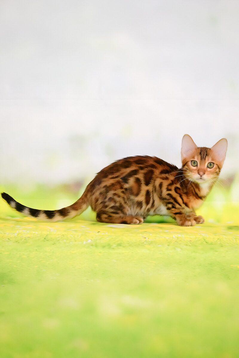Storm, a Bengal kitten