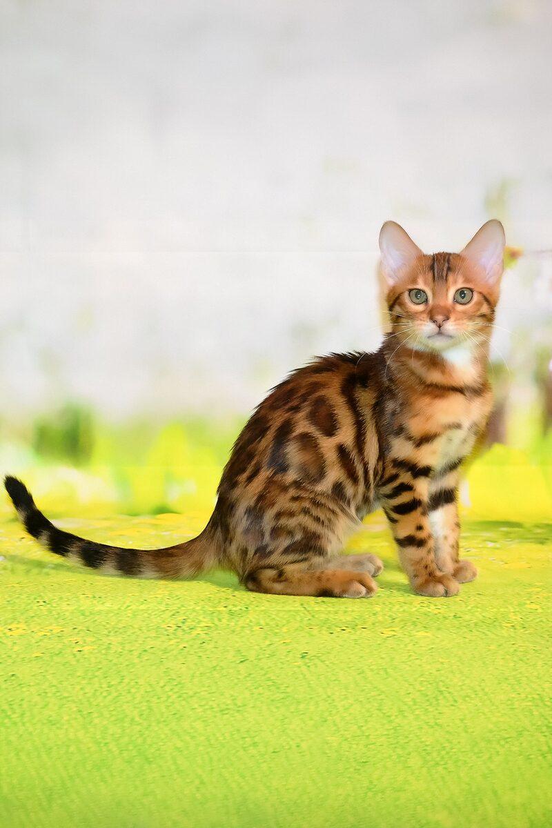 Bengal kitten Storm – side view showing coat and face