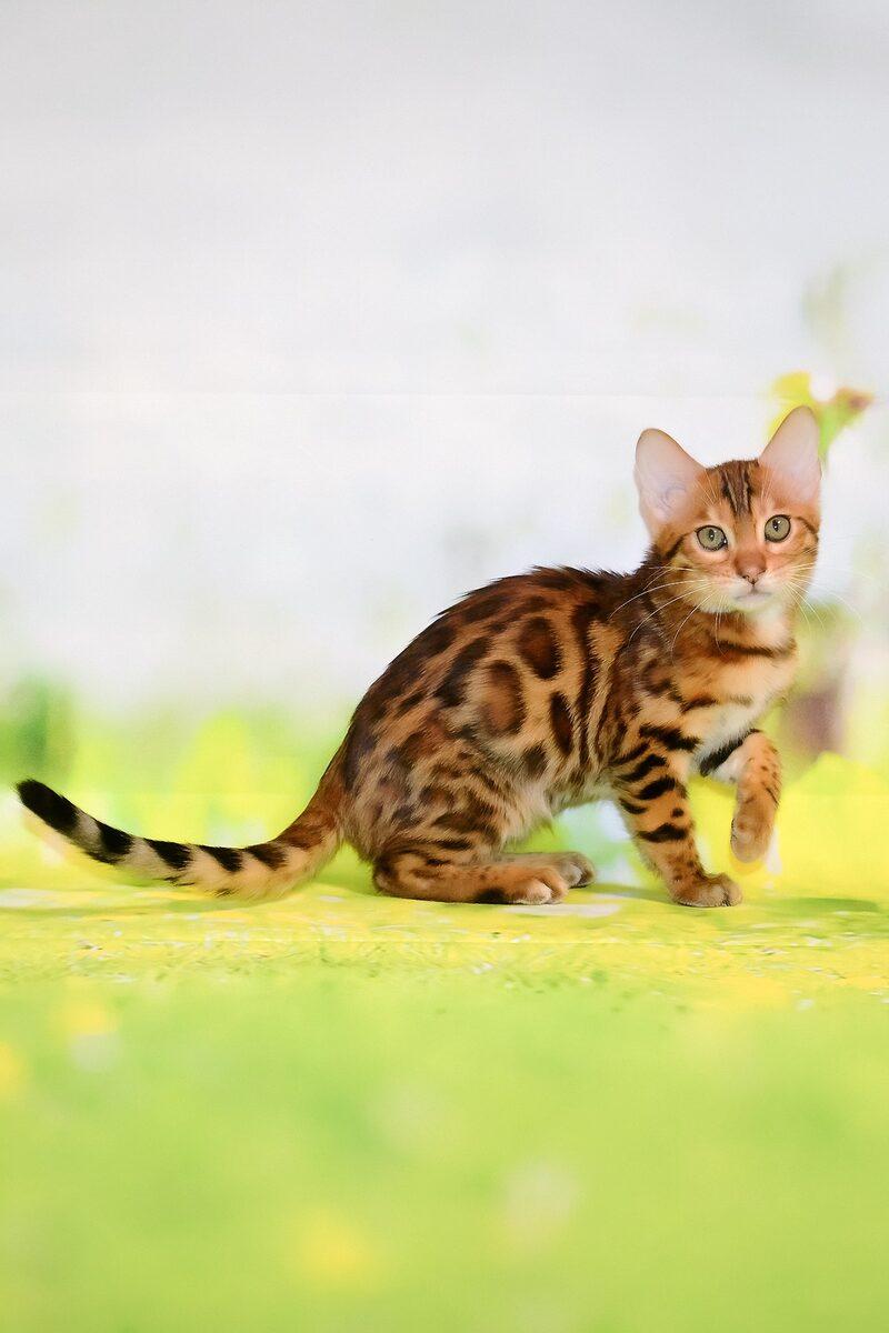 Storm the 14 weeks Bengal kitten sitting indoors