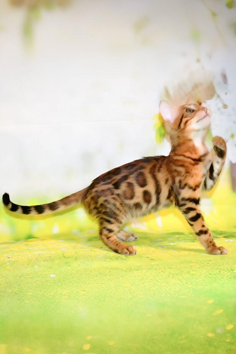 Close-up portrait of Storm, a Bengal kitten in Abu Dhabi