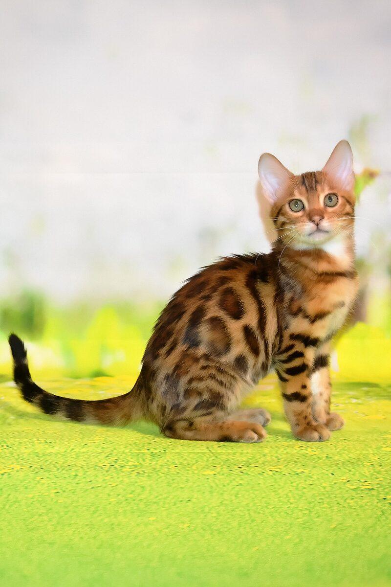 Storm the Bengal kitten – 14 weeks, available in the UAE