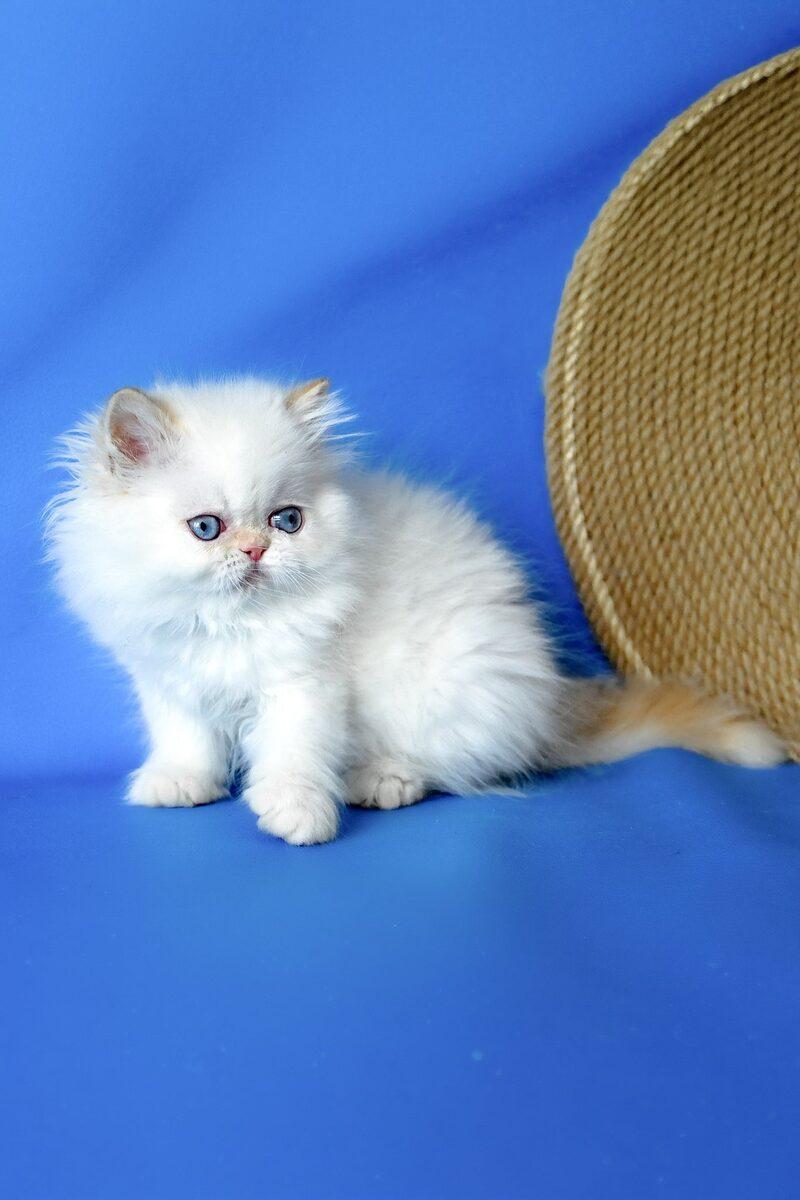 Sultan, a Persian kitten