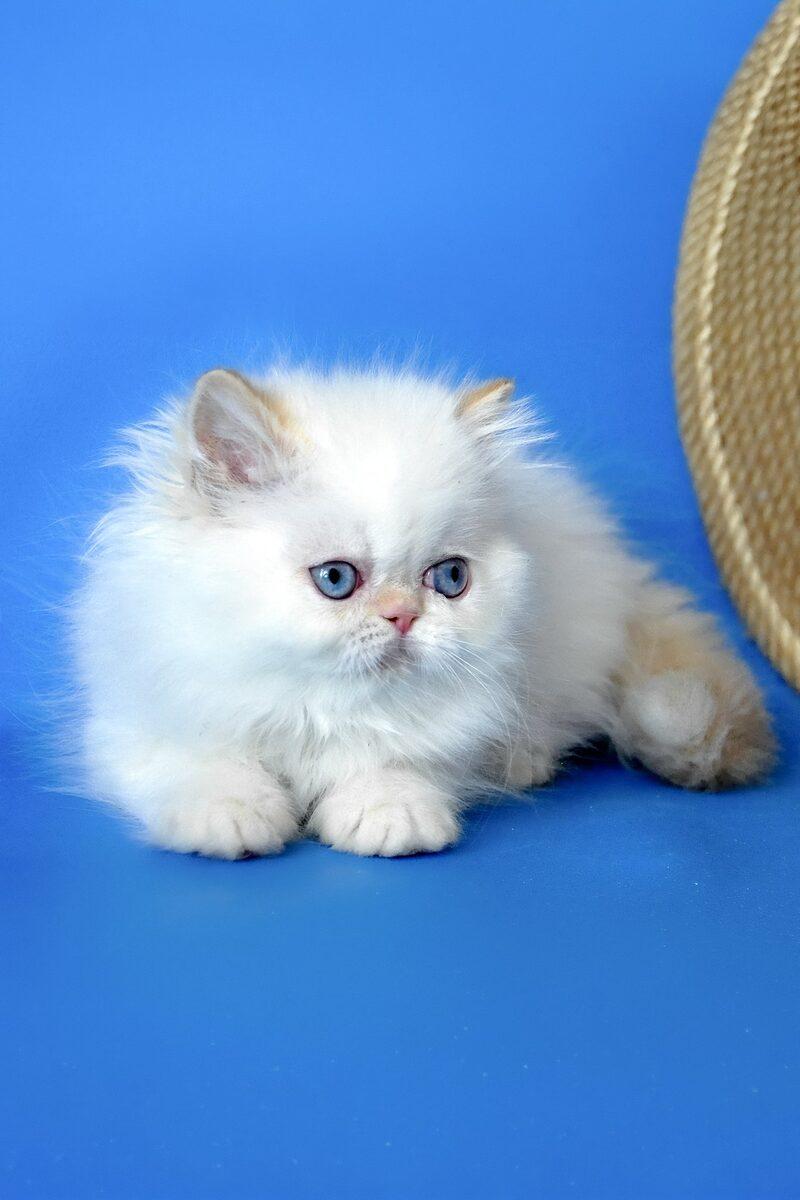 Persian kitten Sultan – side view showing coat and face