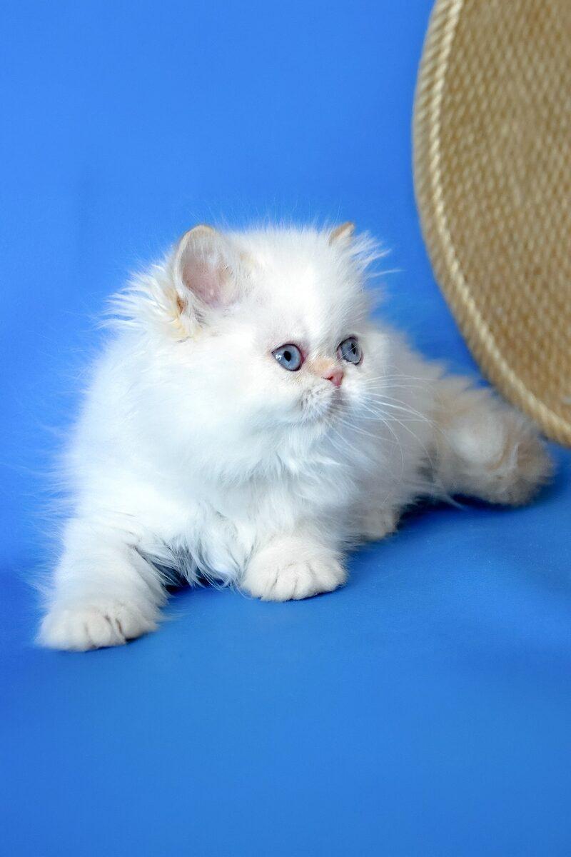 Sultan the 15 weeks Persian kitten sitting indoors