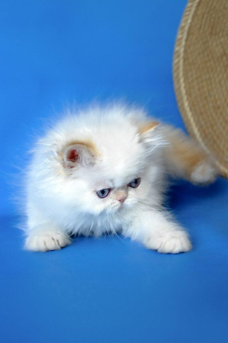 Close-up portrait of Sultan, a Persian kitten in Abu Dhabi