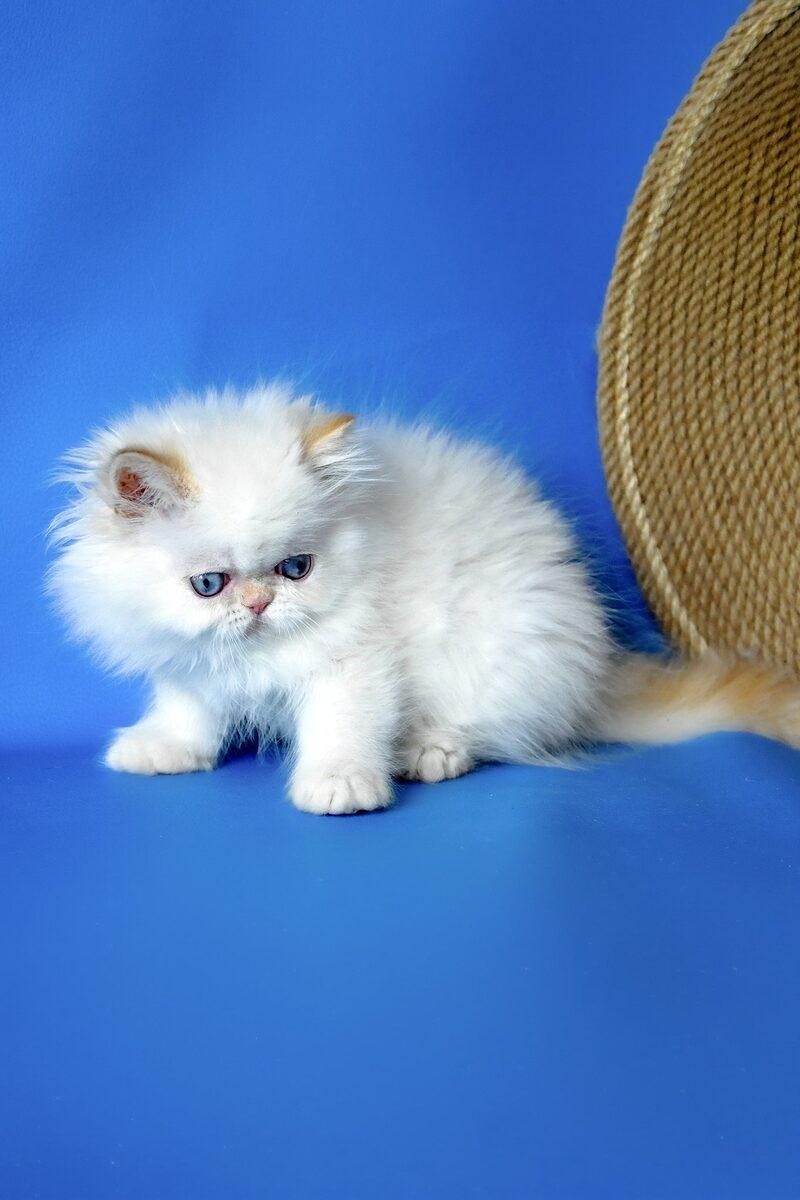 Sultan the Persian kitten – 15 weeks, available in the UAE