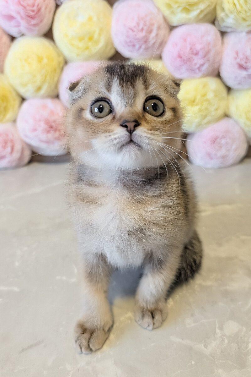 Theodore, a Scottish Fold kitten