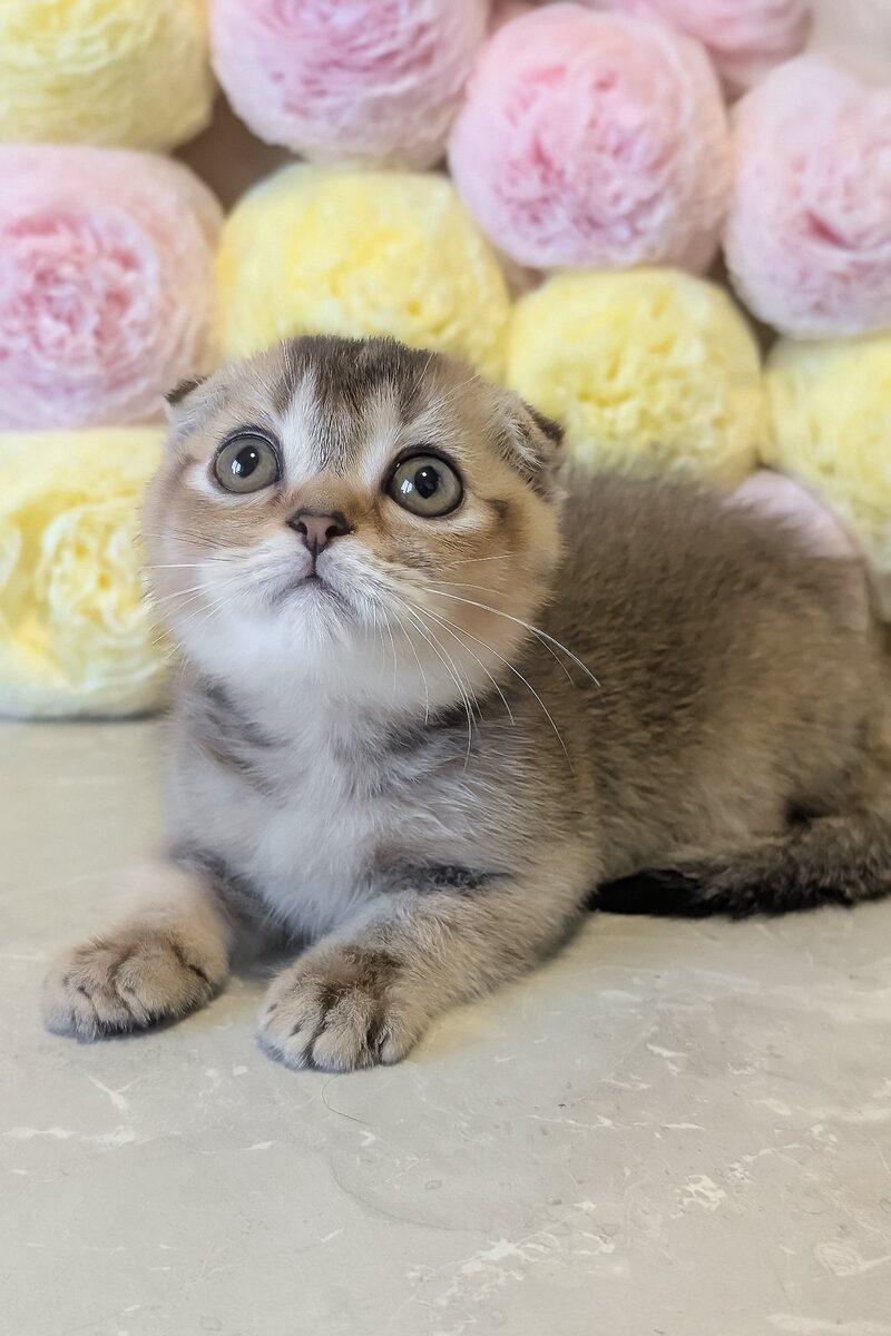 Scottish Fold kitten Theodore – side view showing coat and face