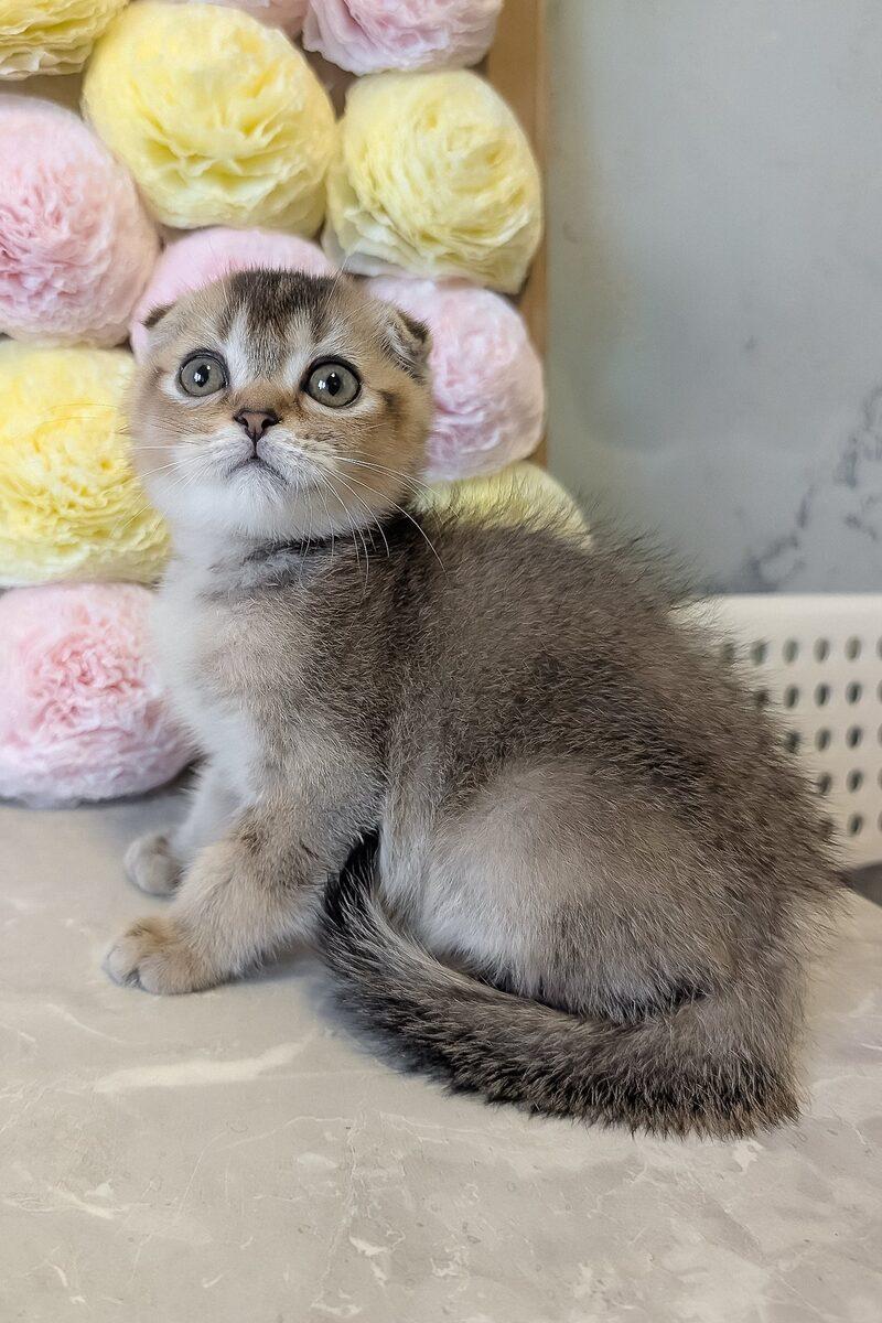 Theodore the 11 weeks Scottish Fold kitten sitting indoors