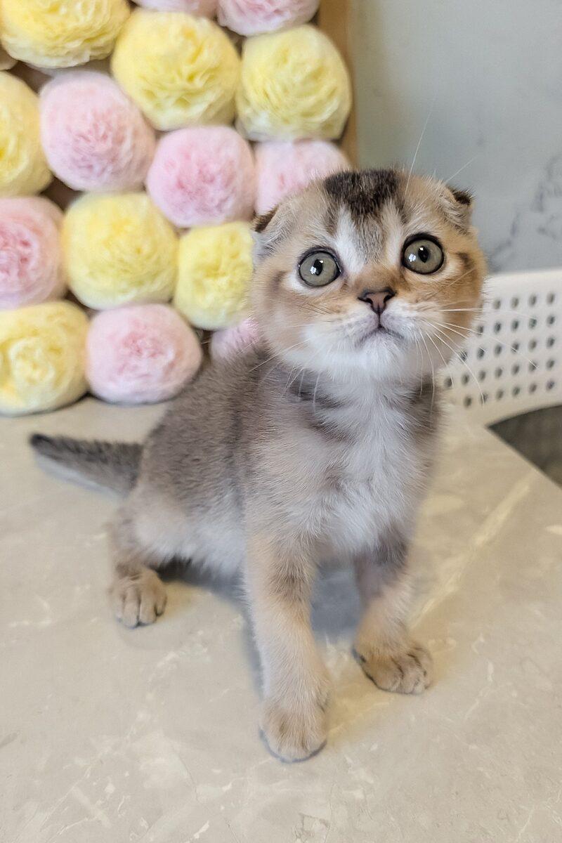 Close-up portrait of Theodore, a Scottish Fold kitten in Dubai