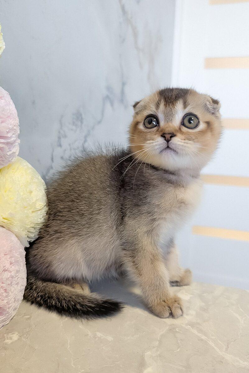 Theodore the Scottish Fold kitten – 11 weeks, available in the UAE