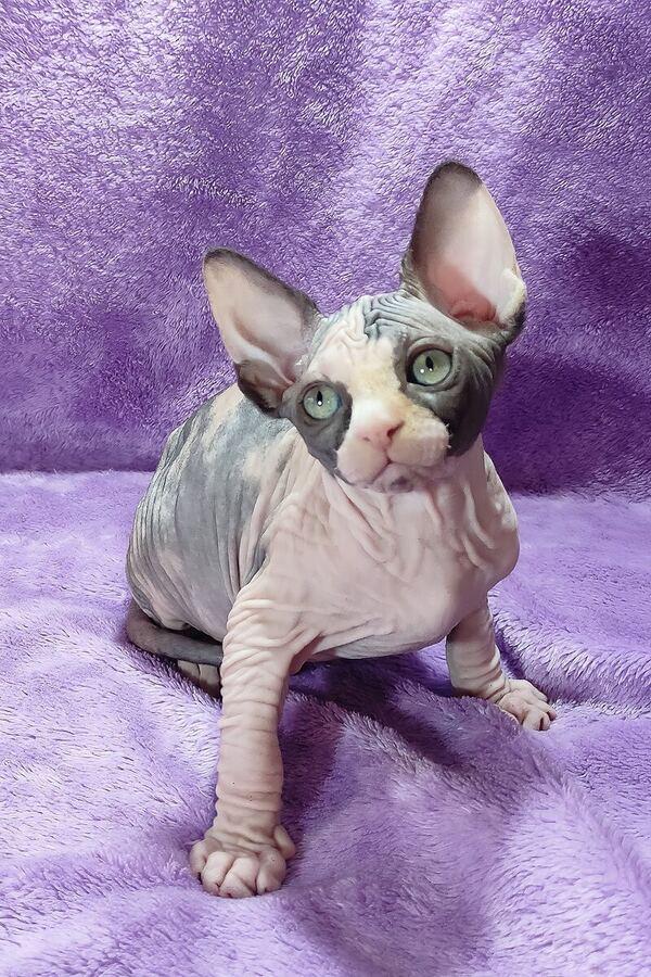 Venus, a Sphynx kitten