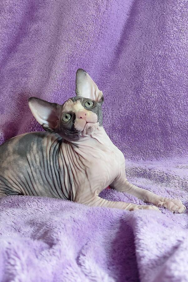 Sphynx kitten Venus – side view showing coat and face