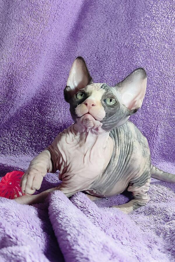 Venus the 12 weeks Sphynx kitten sitting indoors