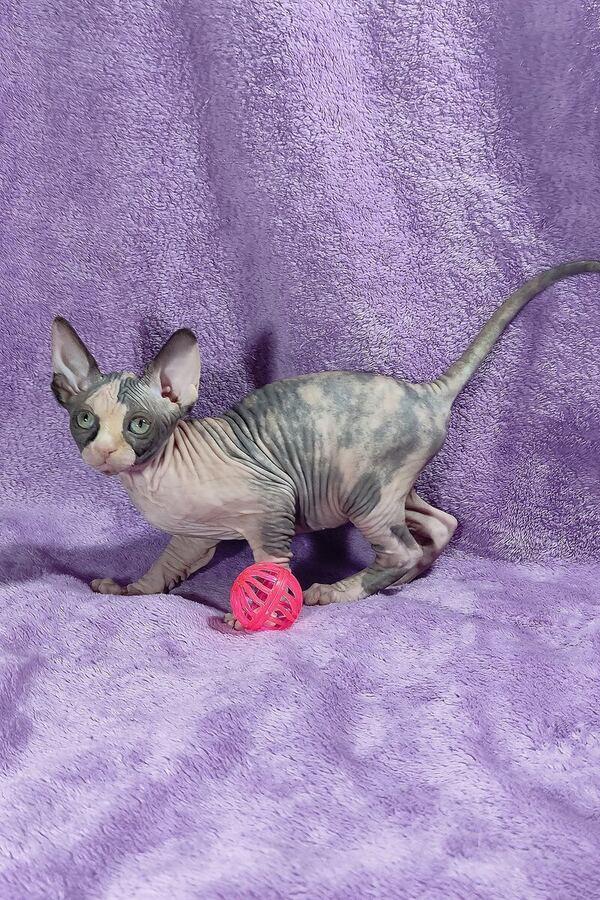 Close-up portrait of Venus, a Sphynx kitten in Abu Dhabi