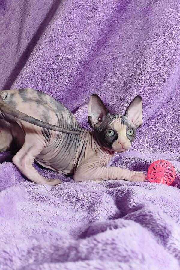 Venus the Sphynx kitten – 12 weeks, available in the UAE