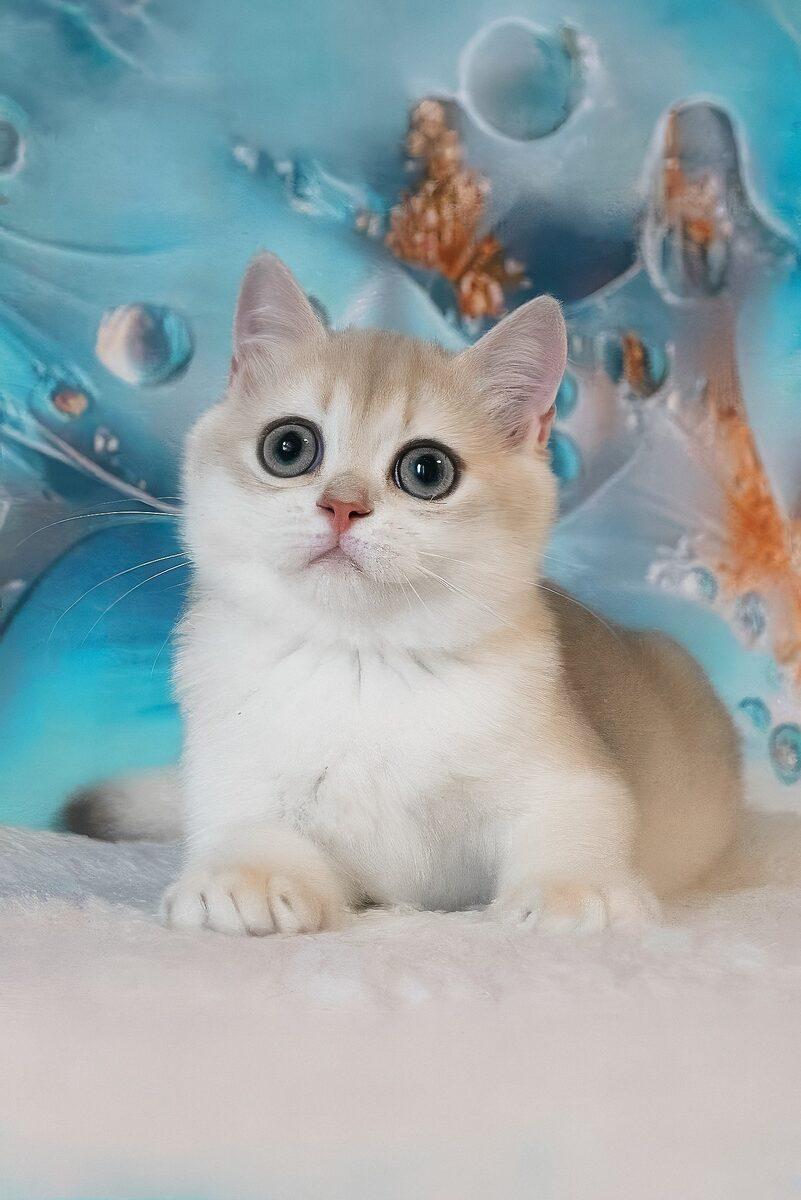 Violet, a British Shorthair kitten