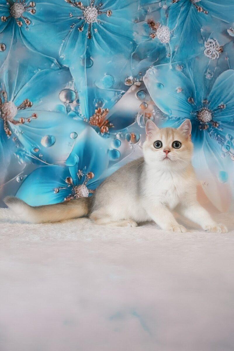 British Shorthair kitten Violet – side view showing coat and face