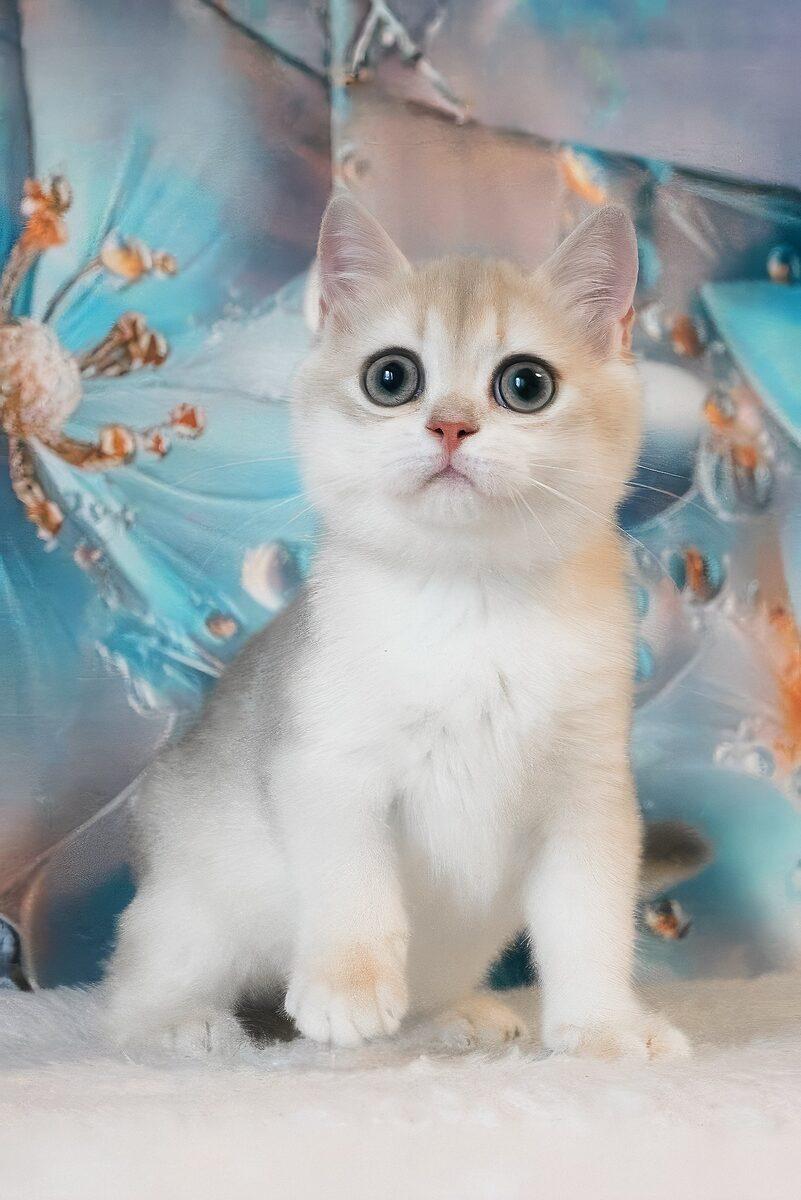 Violet the 12 weeks British Shorthair kitten sitting indoors