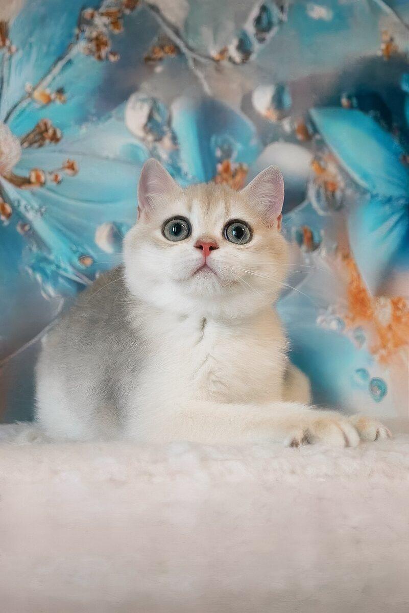Close-up portrait of Violet, a British Shorthair kitten in Dubai