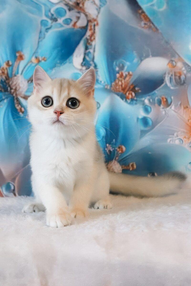 Violet the British Shorthair kitten – 12 weeks, available in the UAE