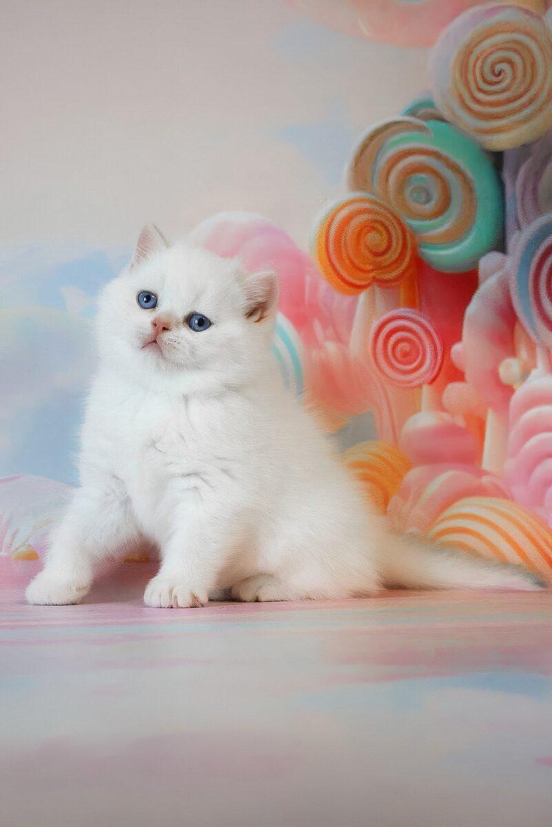 Winston, a British Shorthair kitten