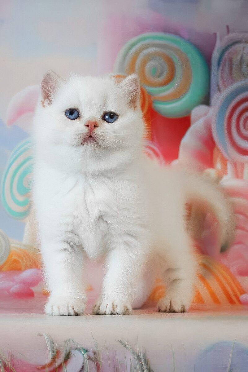British Shorthair kitten Winston – side view showing coat and face