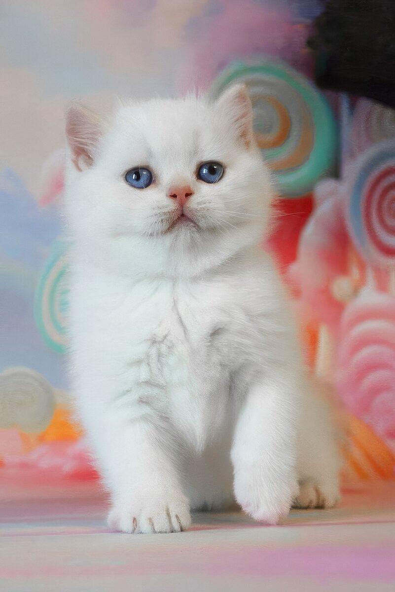 Winston the 13 weeks British Shorthair kitten sitting indoors