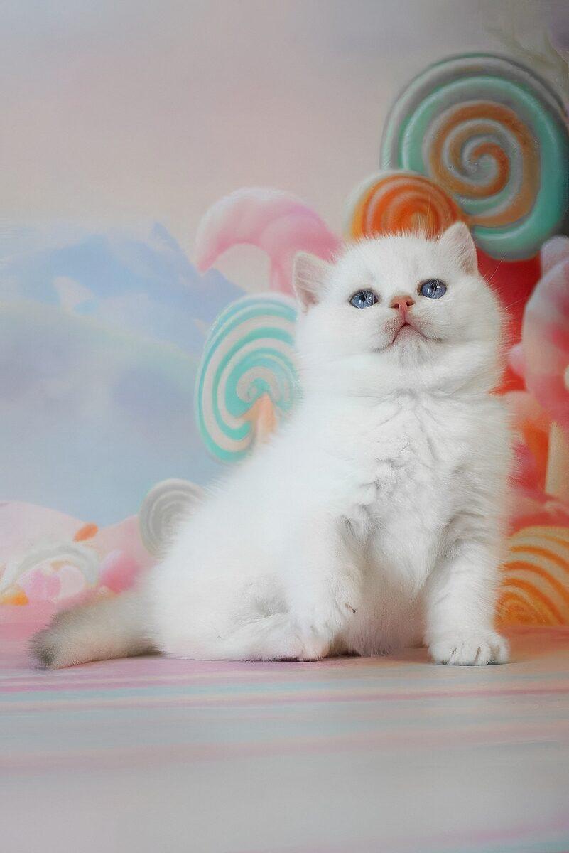Close-up portrait of Winston, a British Shorthair kitten in Dubai