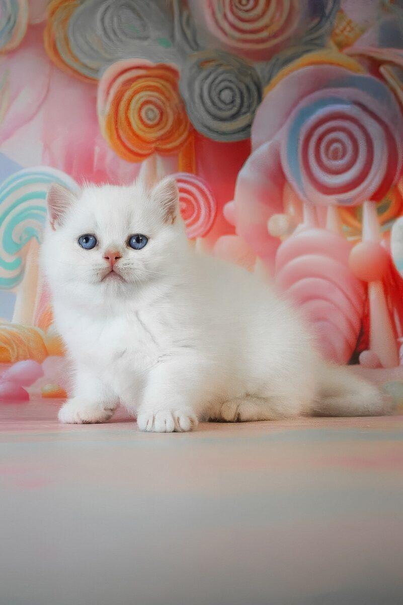 Winston the British Shorthair kitten – 13 weeks, available in the UAE