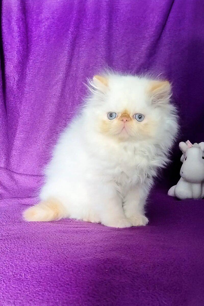 Zara, a Persian kitten