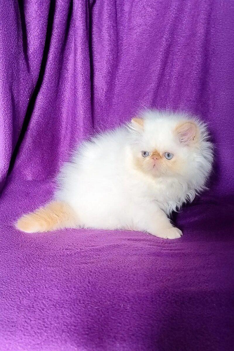 Persian kitten Zara – side view showing coat and face