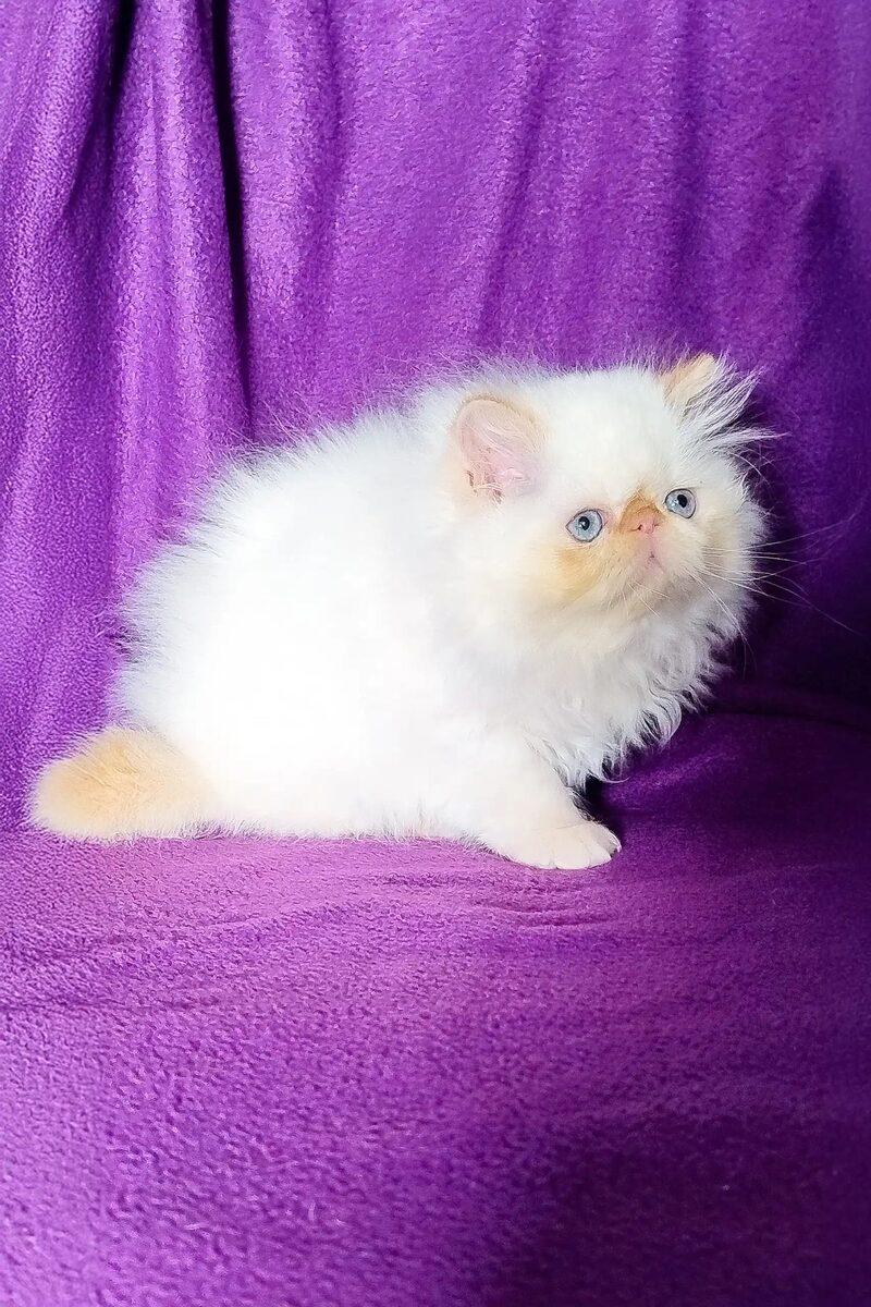 Zara the 13 weeks Persian kitten sitting indoors
