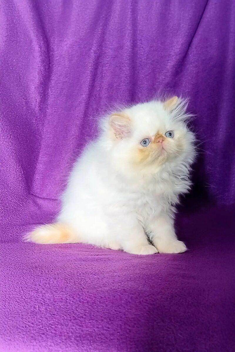 Close-up portrait of Zara, a Persian kitten in Dubai