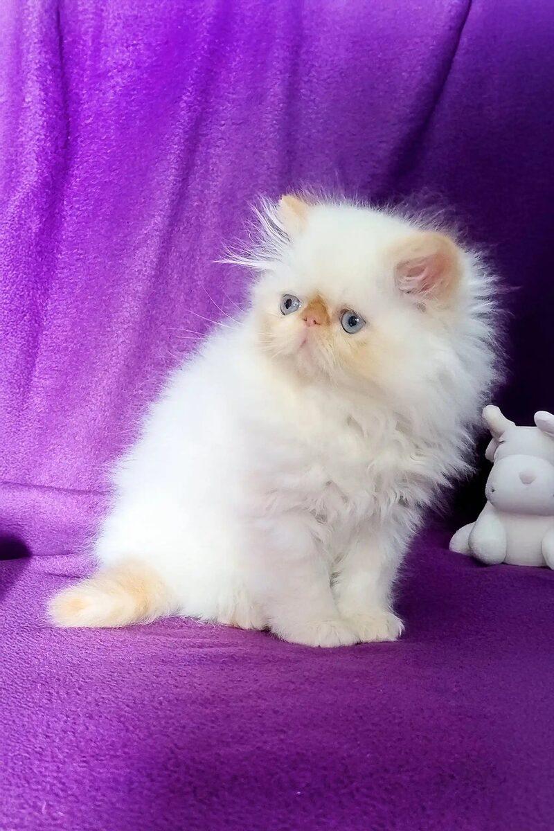Zara the Persian kitten – 13 weeks, available in the UAE