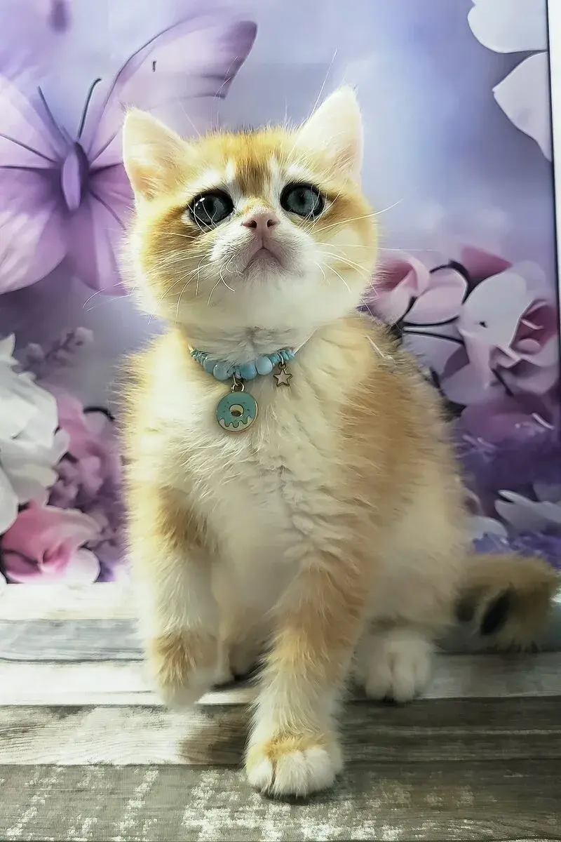 British Shorthair cat — Emirates Kitten Haven UAE