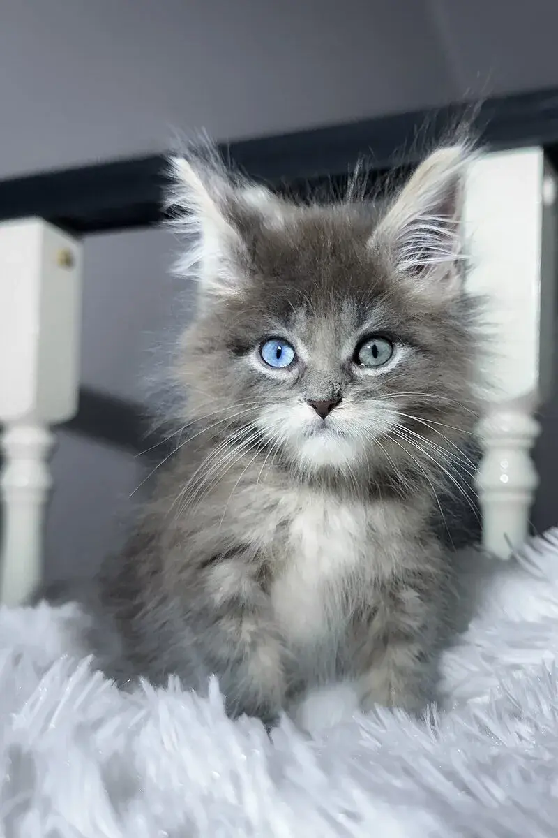 Maine Coon cat — Emirates Kitten Haven UAE