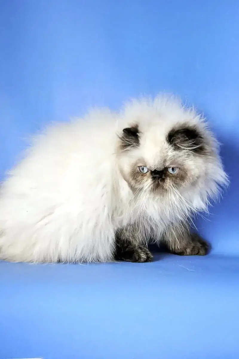Persian cat — Emirates Kitten Haven UAE