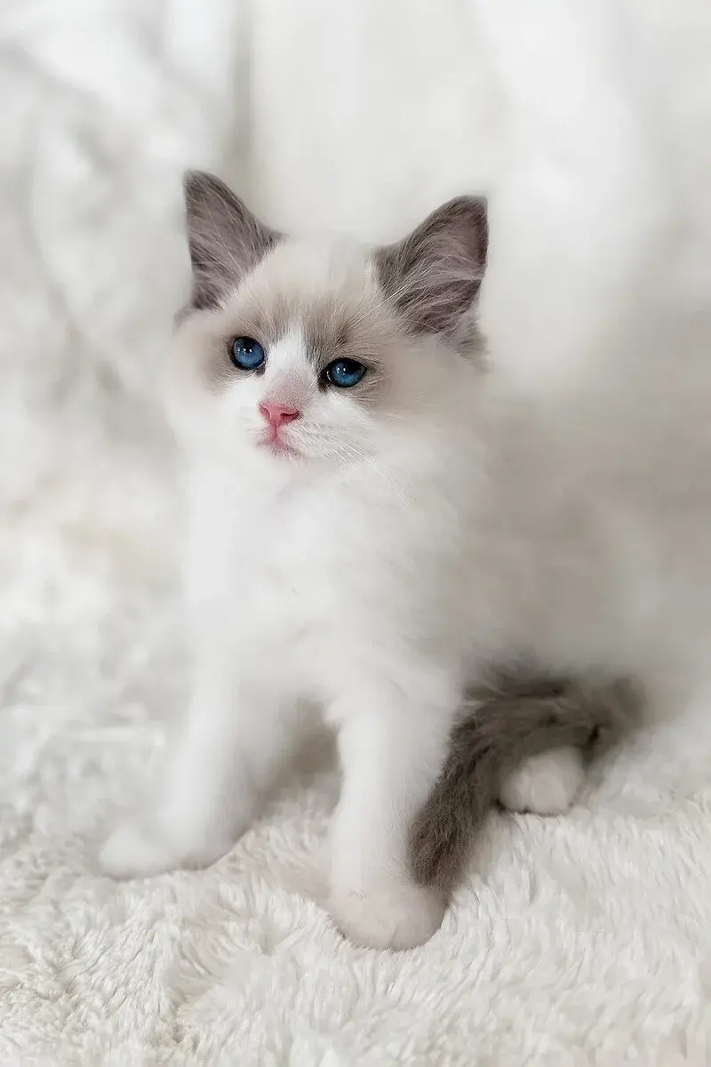 Ragdoll cat — Emirates Kitten Haven UAE