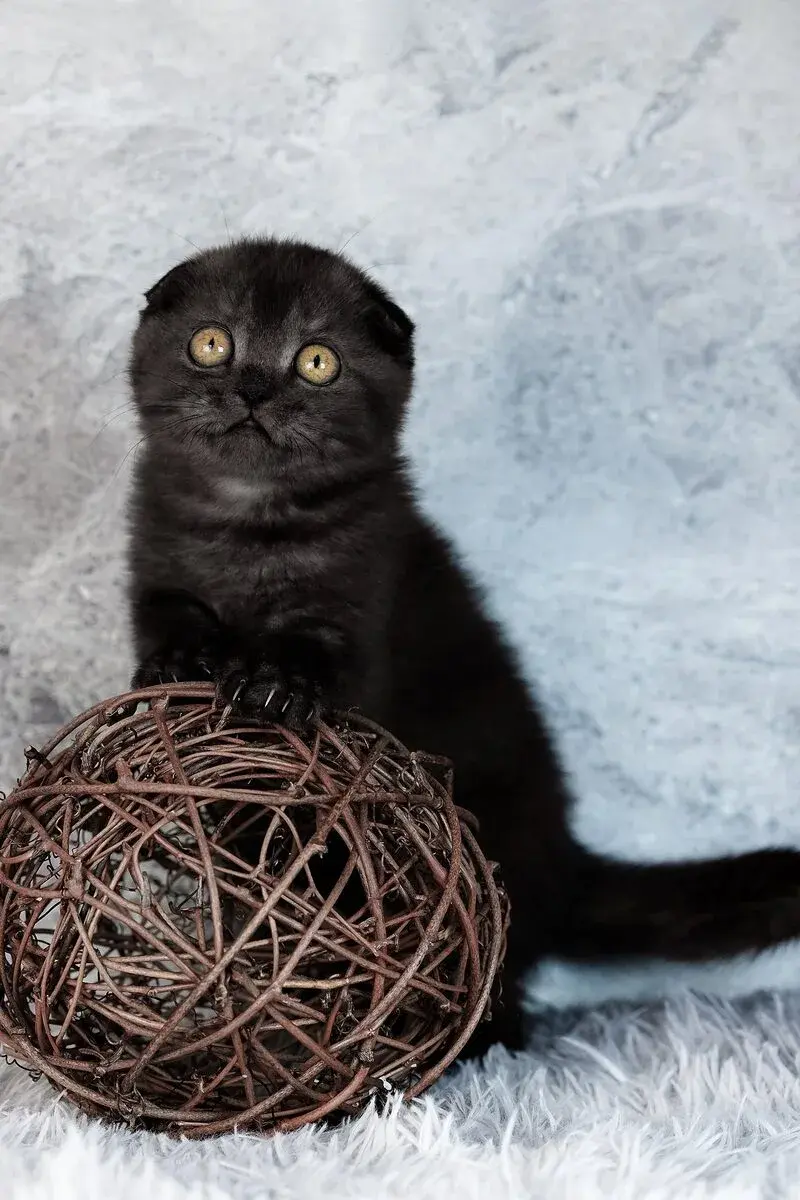 Scottish Fold cat — Emirates Kitten Haven UAE
