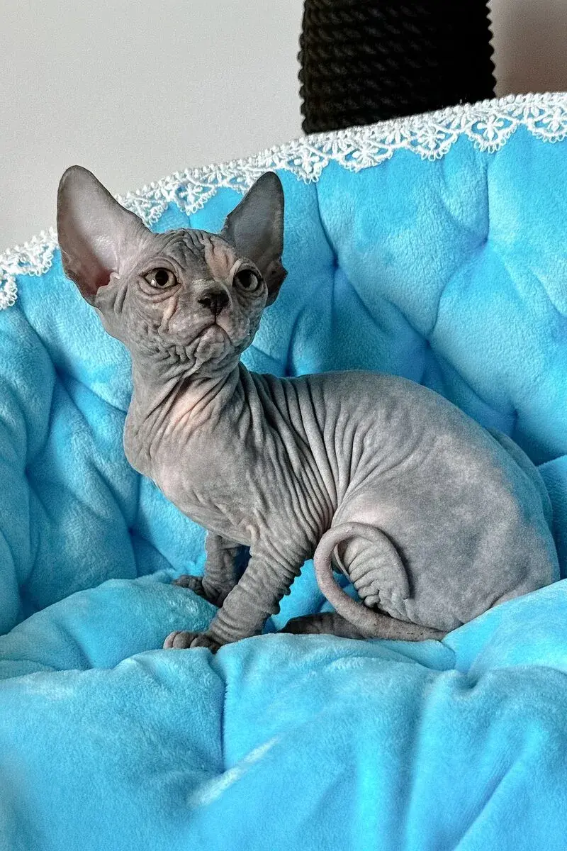 Are Sphynx Cats Good for Apartments? A UAE Owner's Guide