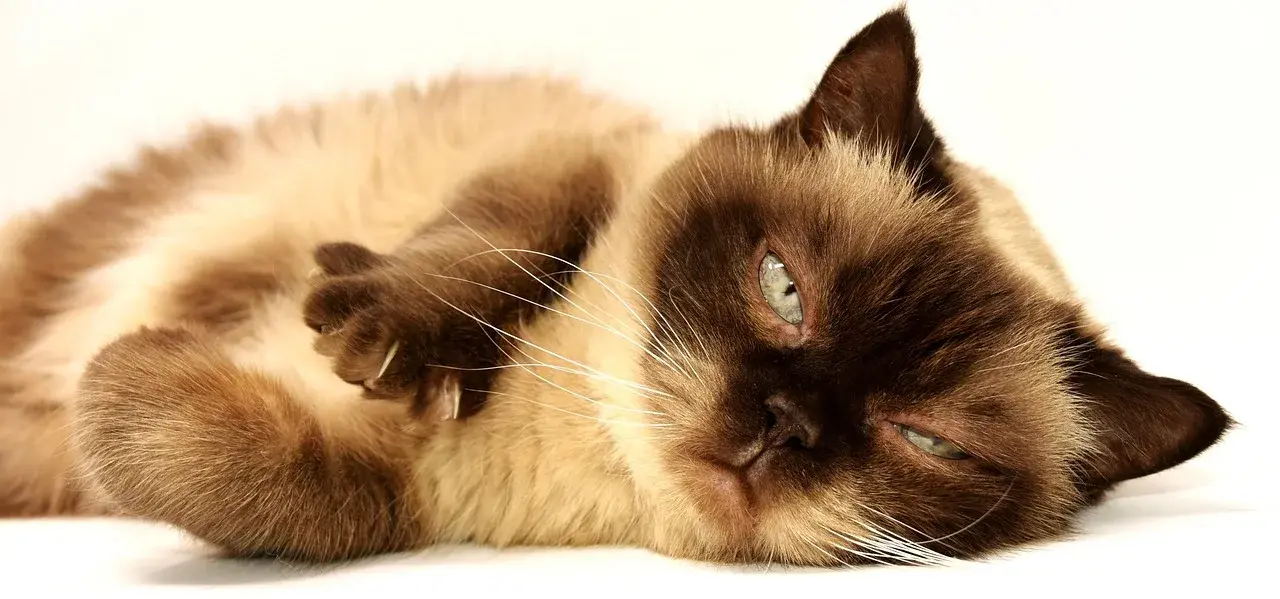 The British Shorthair Temperament: What Every Owner Should Know